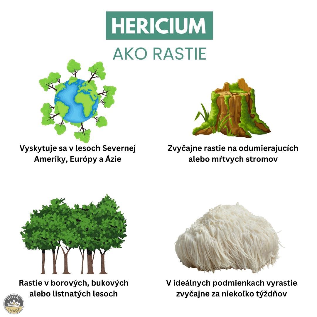 Ako rastie Hericium